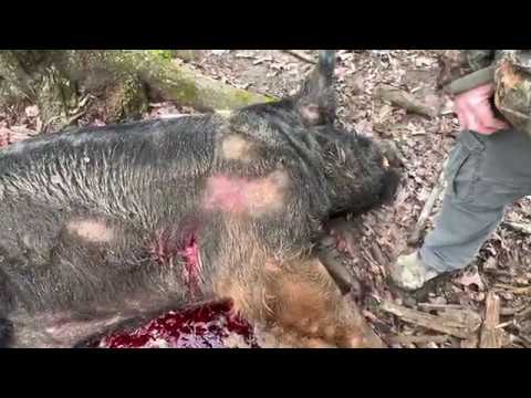 GRAPHIC Wild Boar Hunt With A Custom Made Knife (No Dogs)